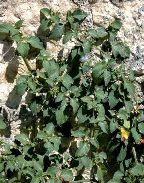 Fotografia 4 da espécie Solanum villosum no Jardim Botânico UTAD
