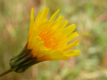 Fotografia da espécie Sonchus asper subesp. asper