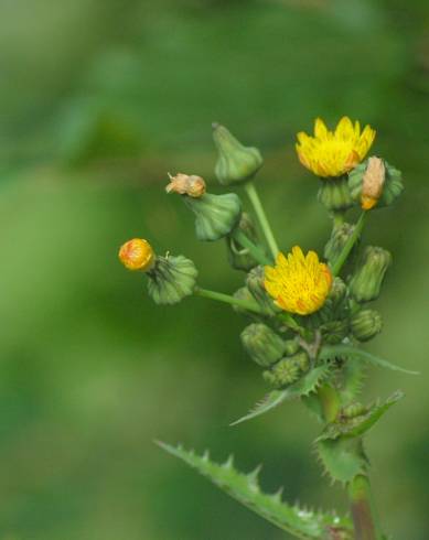 Fotografia de capa Sonchus asper subesp. asper - do Jardim Botânico