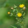 Fotografia 1 da espécie Sonchus asper subesp. asper do Jardim Botânico UTAD