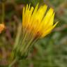 Fotografia 3 da espécie Sonchus asper subesp. asper do Jardim Botânico UTAD