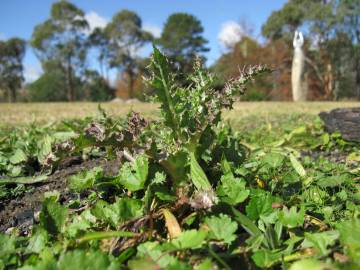 Fotografia da espécie Sonchus asper subesp. asper