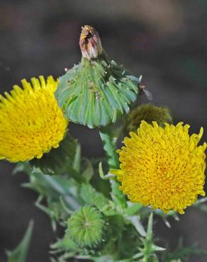 Fotografia 6 da espécie Sonchus asper subesp. asper no Jardim Botânico UTAD