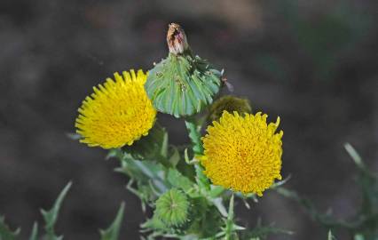 Fotografia da espécie Sonchus asper subesp. asper