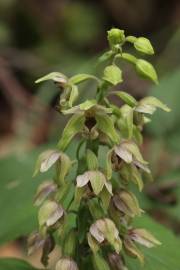 Fotografia da espécie Epipactis helleborine