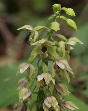 Fotografia 6 da espécie Epipactis helleborine no Jardim Botânico UTAD