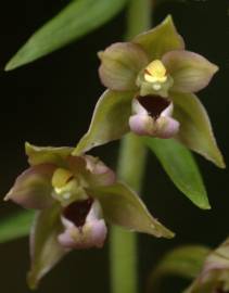 Fotografia da espécie Epipactis helleborine