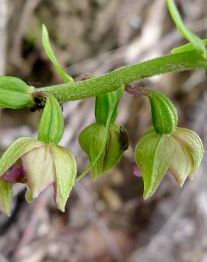 Fotografia 8 da espécie Epipactis helleborine no Jardim Botânico UTAD