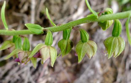 Fotografia da espécie Epipactis helleborine