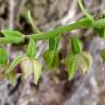 Fotografia 8 da espécie Epipactis helleborine do Jardim Botânico UTAD