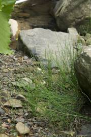 Fotografia da espécie Equisetum ramosissimum