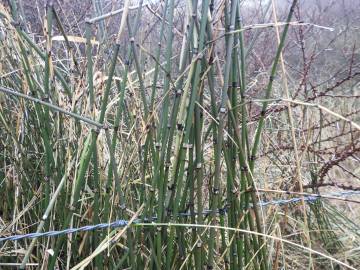 Fotografia da espécie Equisetum ramosissimum