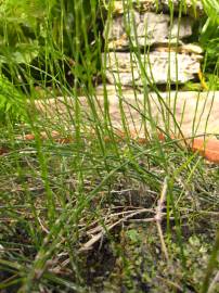 Fotografia da espécie Equisetum ramosissimum