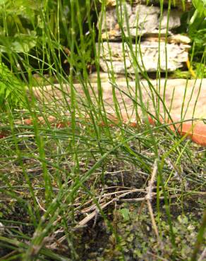 Fotografia 6 da espécie Equisetum ramosissimum no Jardim Botânico UTAD