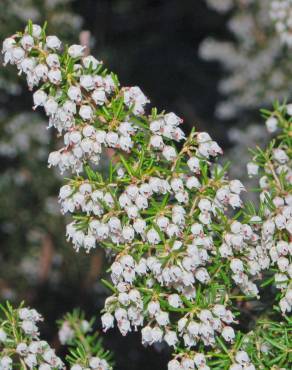 Fotografia 5 da espécie Erica arborea no Jardim Botânico UTAD