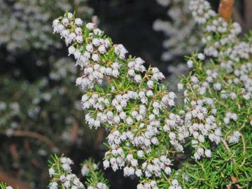 Fotografia da espécie Erica arborea