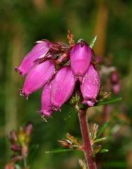 Erica cinerea