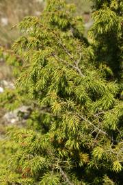 Fotografia da espécie Juniperus oxycedrus subesp. oxycedrus