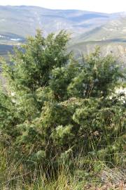 Fotografia da espécie Juniperus oxycedrus subesp. oxycedrus