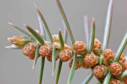 Fotografia da espécie Juniperus oxycedrus subesp. oxycedrus