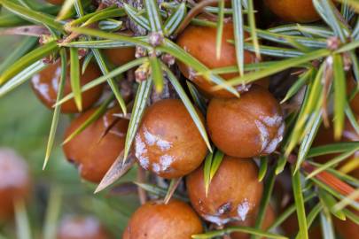 Fotografia da espécie Juniperus oxycedrus subesp. oxycedrus