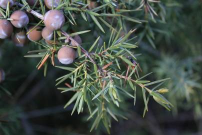 Fotografia da espécie Juniperus oxycedrus subesp. oxycedrus