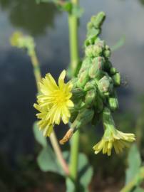 Fotografia da espécie Lactuca serriola for. integrifolia