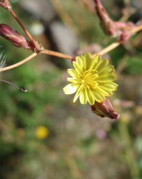 Fotografia 7 da espécie Lactuca serriola for. integrifolia no Jardim Botânico UTAD