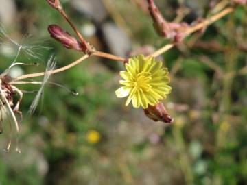 Fotografia da espécie Lactuca serriola for. integrifolia