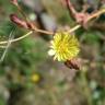 Fotografia 7 da espécie Lactuca serriola for. integrifolia do Jardim Botânico UTAD