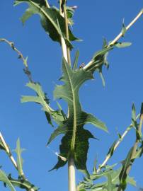 Fotografia da espécie Lactuca serriola for. integrifolia