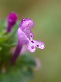 Fotografia da espécie Lamium amplexicaule