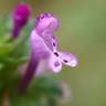 Fotografia 6 da espécie Lamium amplexicaule do Jardim Botânico UTAD