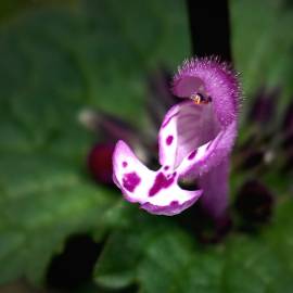 Fotografia da espécie Lamium amplexicaule