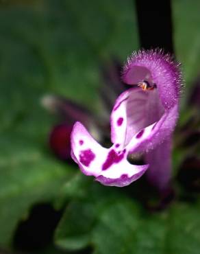 Fotografia 7 da espécie Lamium amplexicaule no Jardim Botânico UTAD