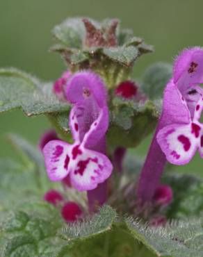 Fotografia 8 da espécie Lamium amplexicaule no Jardim Botânico UTAD