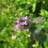 Fotografia 9 da espécie Lamium amplexicaule do Jardim Botânico UTAD