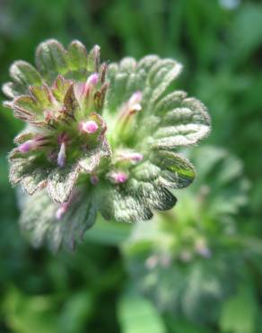 Fotografia 10 da espécie Lamium amplexicaule no Jardim Botânico UTAD