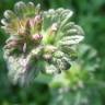 Fotografia 10 da espécie Lamium amplexicaule do Jardim Botânico UTAD