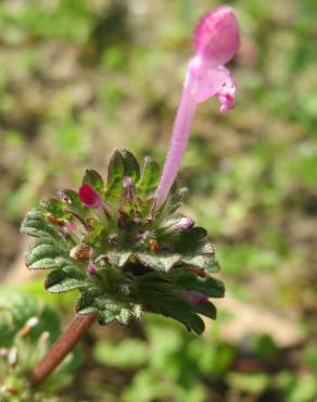 Fotografia 11 da espécie Lamium amplexicaule no Jardim Botânico UTAD