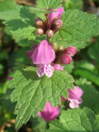 Fotografia da espécie Lamium maculatum