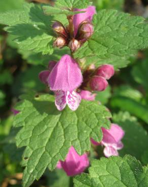 Fotografia 4 da espécie Lamium maculatum no Jardim Botânico UTAD