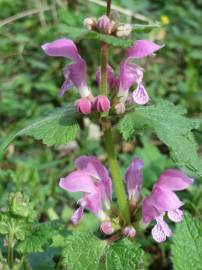 Fotografia da espécie Lamium maculatum