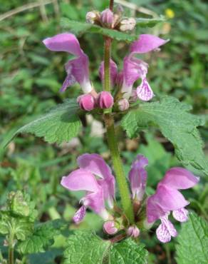 Fotografia 5 da espécie Lamium maculatum no Jardim Botânico UTAD