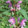 Fotografia 5 da espécie Lamium maculatum do Jardim Botânico UTAD