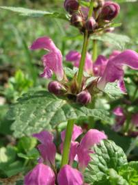 Fotografia da espécie Lamium maculatum