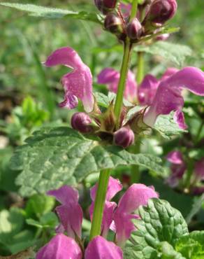 Fotografia 6 da espécie Lamium maculatum no Jardim Botânico UTAD