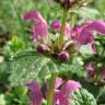 Fotografia 6 da espécie Lamium maculatum do Jardim Botânico UTAD