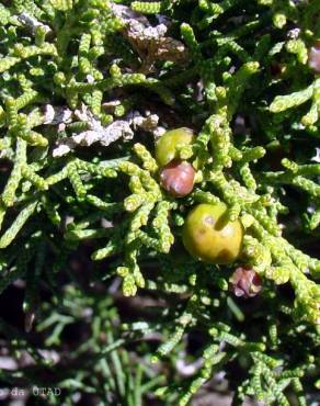 Fotografia 3 da espécie Juniperus phoenicea no Jardim Botânico UTAD
