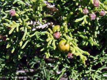 Fotografia da espécie Juniperus phoenicea